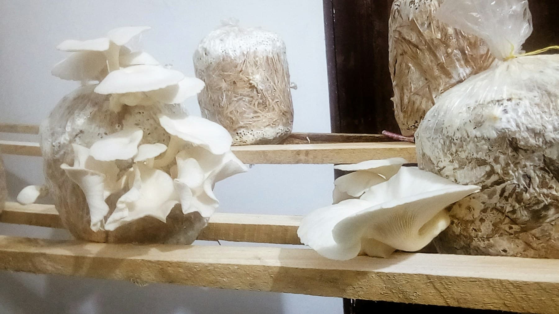 Oyster mushrooms growing on shelves