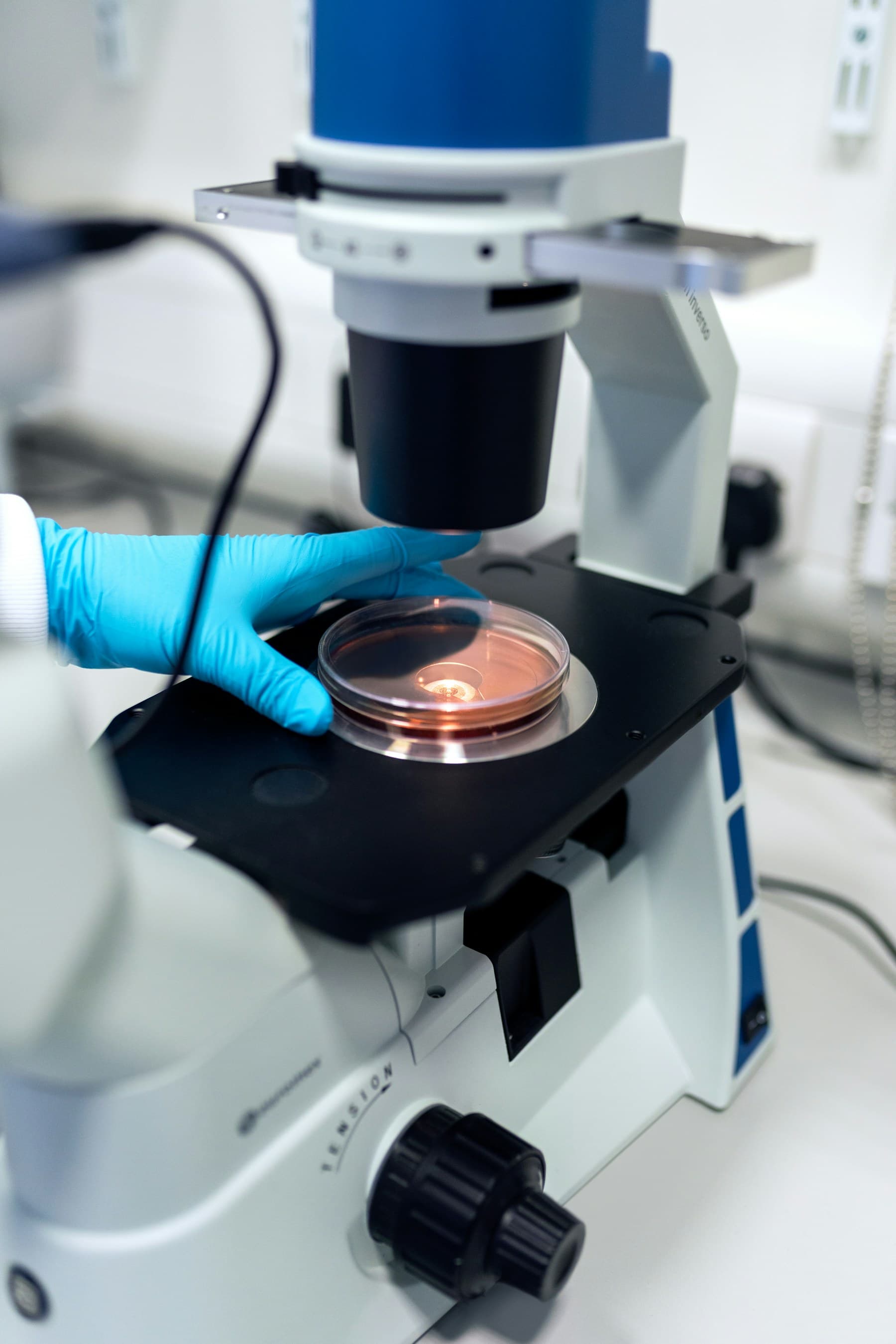 A gloved hand working with a laboratory petri dish